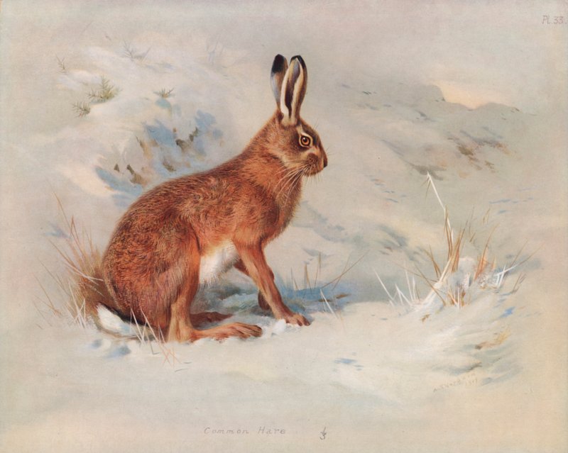 Almindelig Hare af Archibald Thorburn