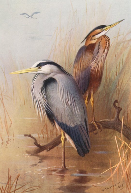 Fiskehejre, purpurhejre (farvelitografi) af Archibald Thorburn