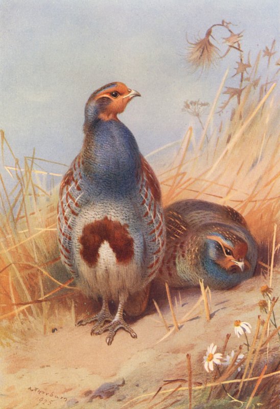 Agerhøne (han og hun) (farvelitografi) af Archibald Thorburn