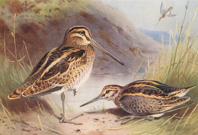 Enkeltbekkasin, dobbeltbekkasin (farvelitografi) af Archibald Thorburn