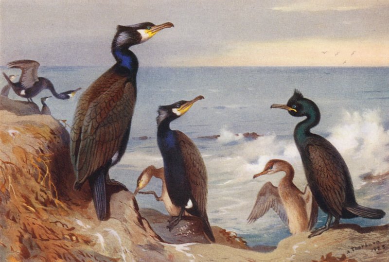 Skarv (voksen og umoden), Sjagger (voksen og umoden) (farvelitografi) af Archibald Thorburn