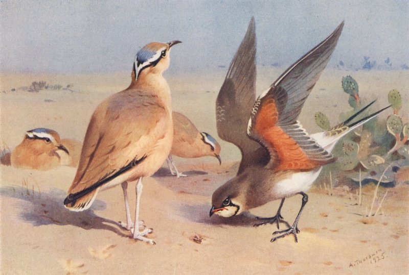 Cremefarvet Courser, Pratincole (farvelitografi) af Archibald Thorburn