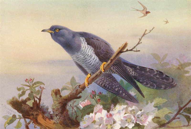 Gøg (farvelitografi) af Archibald Thorburn