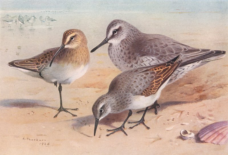 Storspove (immatur, efterår), Knopsvane (vinter), Skovsneppe (vinter) (farvelitografi) af Archibald Thorburn