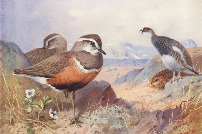 Dotterel, Ptarmigan (han og hun, sommer) (farvelitografi) af Archibald Thorburn