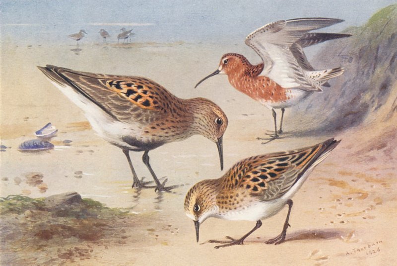 Almindelig ryle (sommer), storspove (sommer), dværgryle (sommer) (farvelitografi) af Archibald Thorburn