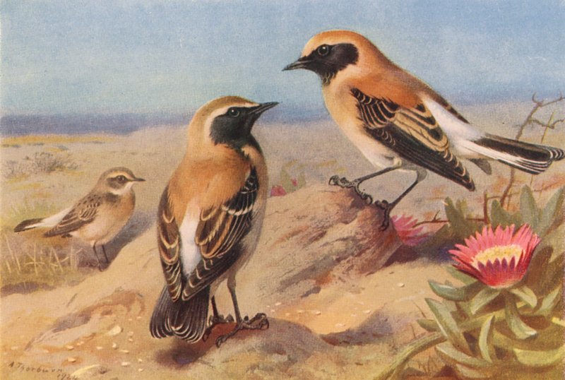 Eastern Pied Wheatear (hun), Black-Throated Wheatear, Desert-Wheatear (farvelitografi) af Archibald Thorburn