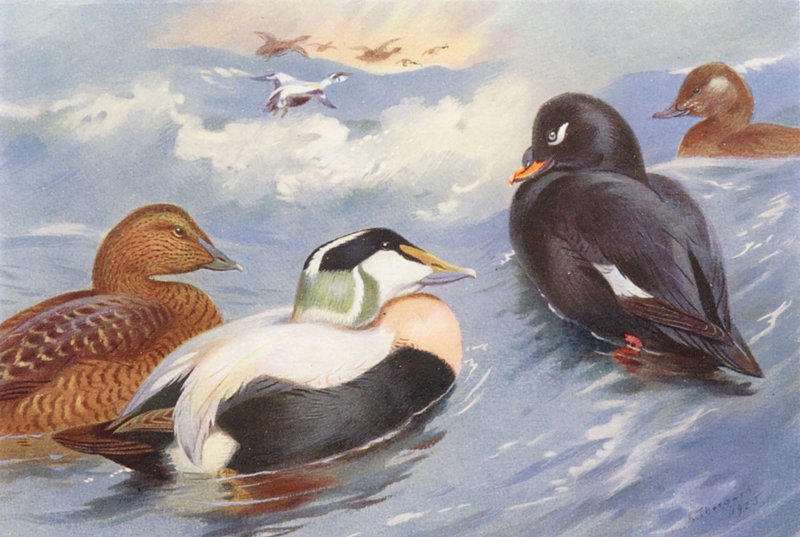 Ederfugl (han og hun), fløjlsand (han og hun) (farvelitografi) af Archibald Thorburn