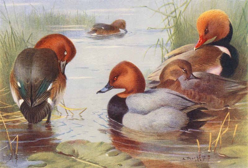 Rustand (han og hun), spidsand (han og hun), rødhovedet spidsand (farvelitografi) af Archibald Thorburn