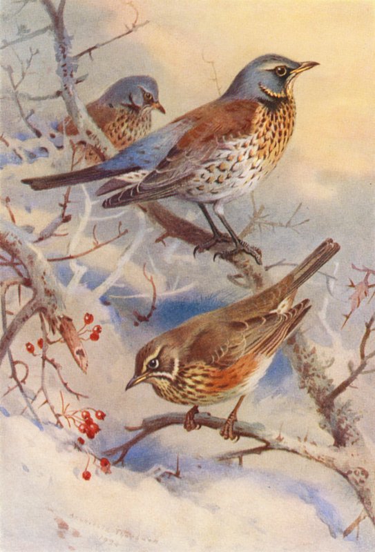 Markpiber, rødvinge (farvelitografi) af Archibald Thorburn