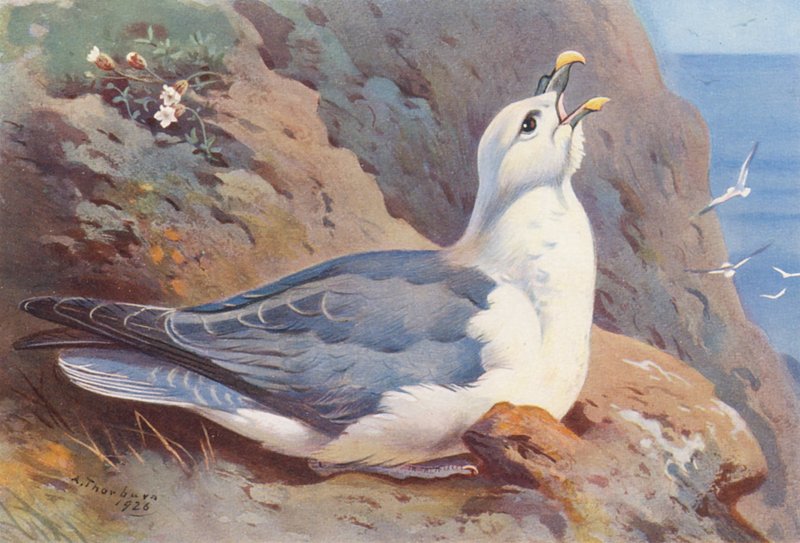 Fulmar (farvelitografi) af Archibald Thorburn