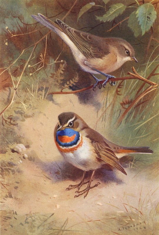 Havesanger, arktisk blåhals (farvelitografi) af Archibald Thorburn