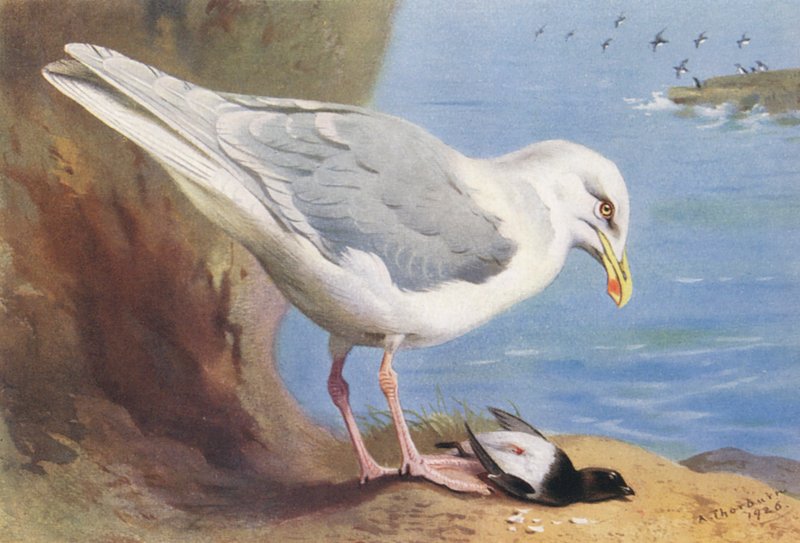 Polarmåge, søkonge (sommer) (farvelitografi) af Archibald Thorburn