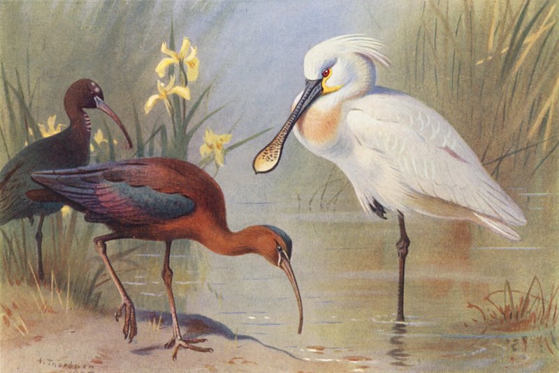 Glat ibis (voksen og umoden), skestork (farvelitografi) af Archibald Thorburn