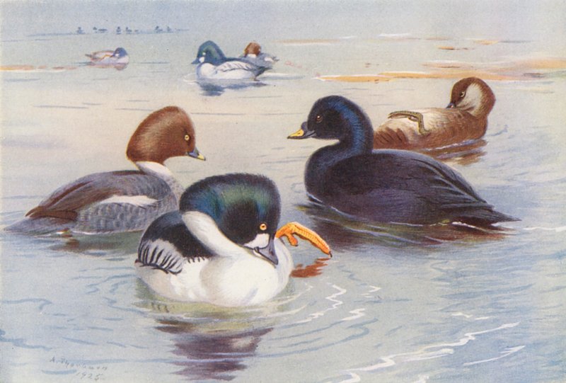 Guldøje (han og hun), sortand (han og hun) (farvelitografi) af Archibald Thorburn