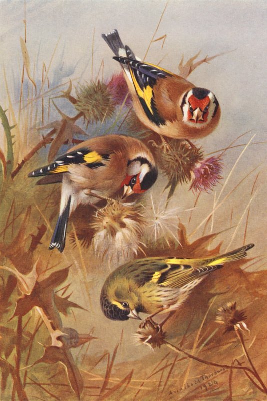 Bogfinke, grønsisken (farvelitografi) af Archibald Thorburn