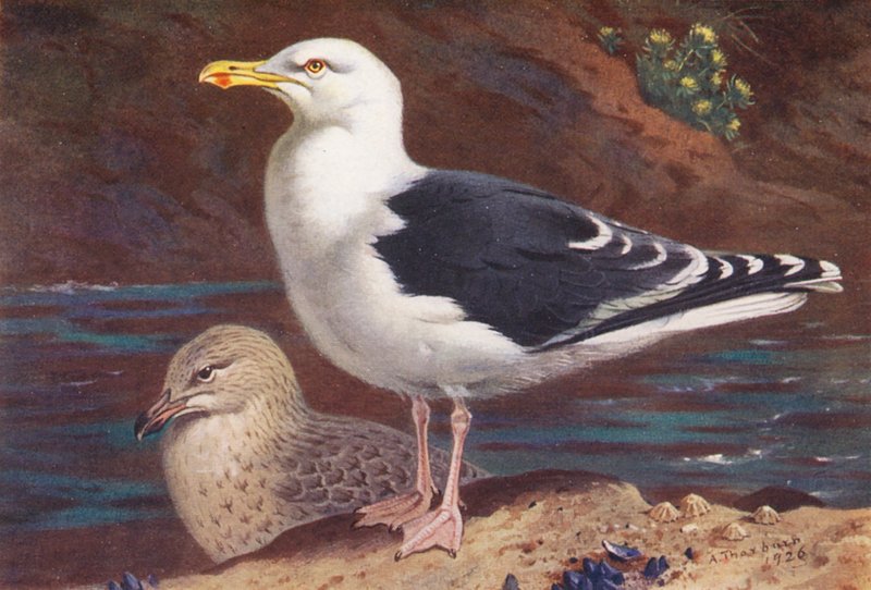 Stormmåge (voksen og unge) (farvelitografi) af Archibald Thorburn
