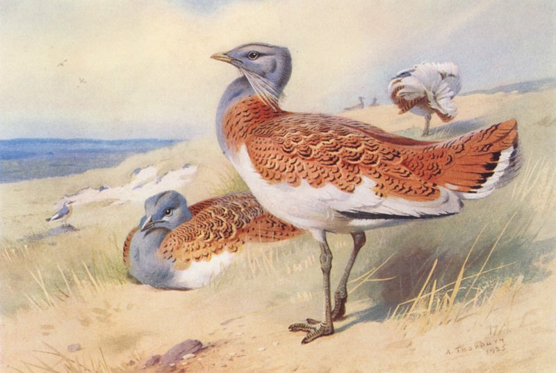Stortrappe (han og hun) (farvelitografi) af Archibald Thorburn