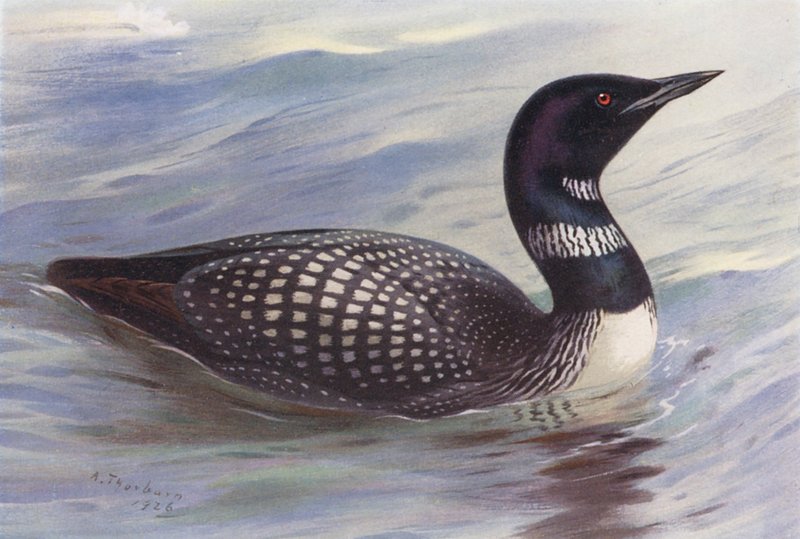 Stor norddykker (farvelitografi) af Archibald Thorburn