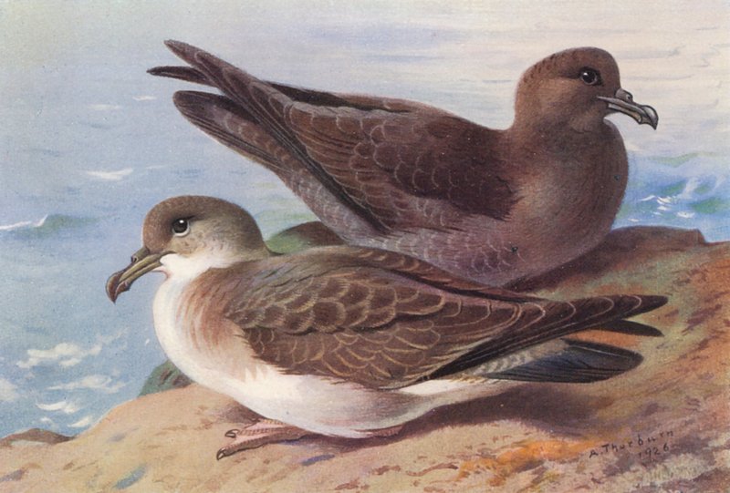 Stor regnspove, sodet regnspove (farvelitografi) af Archibald Thorburn