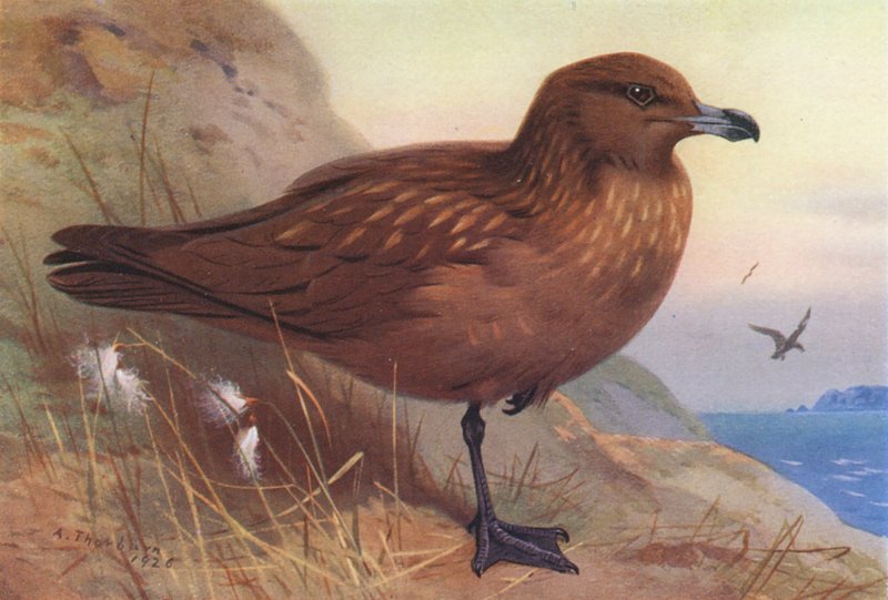 Storkjove (farvelitografi) af Archibald Thorburn
