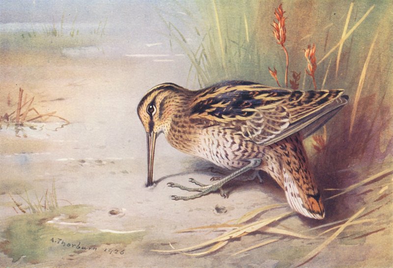 Dobbeltbekkasin (farvelitografi) af Archibald Thorburn
