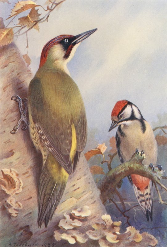 Grønspætte, stor flagspætte (umoden) (farvelitografi) af Archibald Thorburn