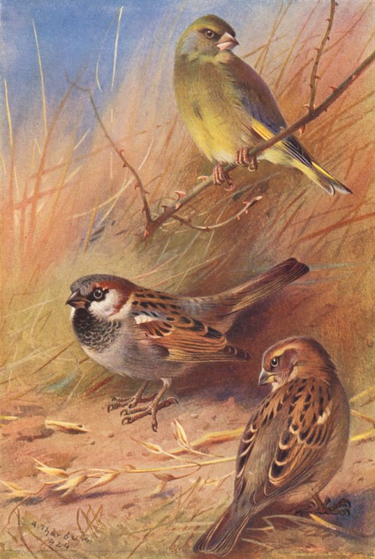 Grønirisk, Gråspurv (han og hun) (farvelitografi) af Archibald Thorburn