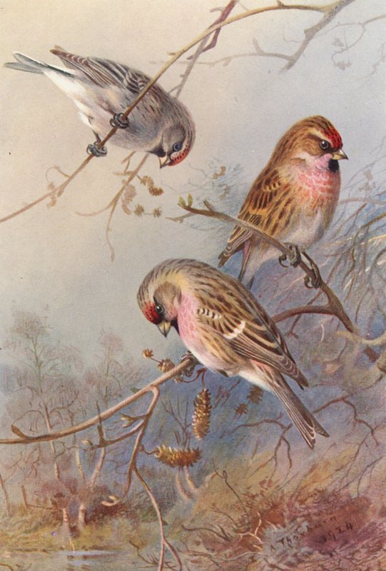 Grønlandsrødstjert, lille rødstjert, hvidstjert (farvelitografi) af Archibald Thorburn
