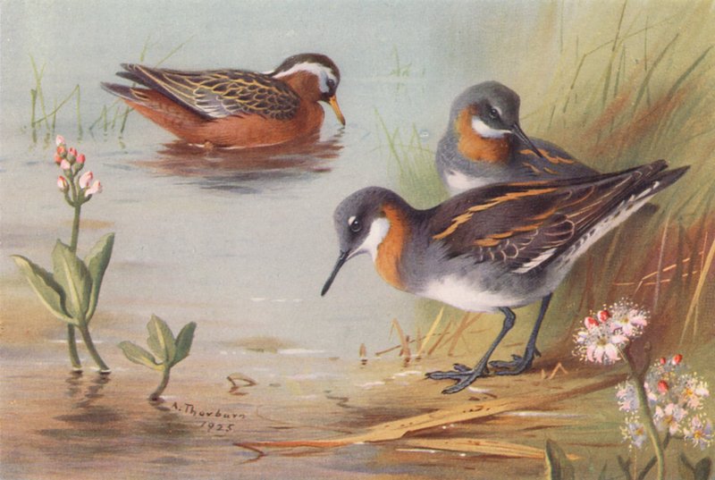 Gråstrubet lappedykker (sommer), rødhalset lappedykker (sommer) (farvelitografi) af Archibald Thorburn