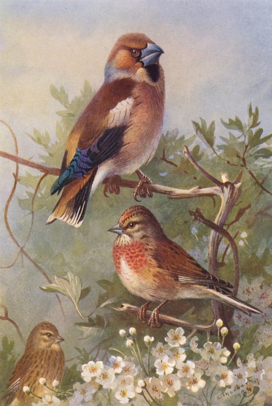 Bogfinke, Musvit (han og hun) (farvelitografi) af Archibald Thorburn