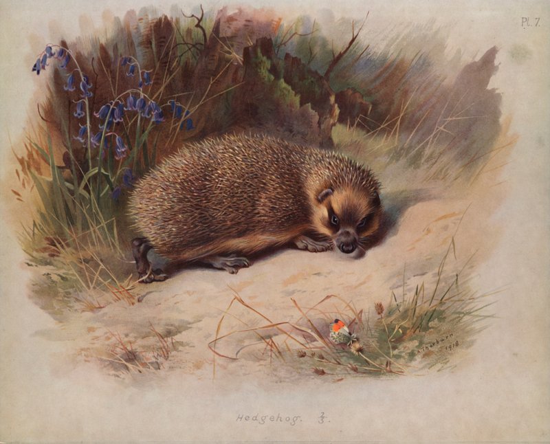 Pindsvin af Archibald Thorburn
