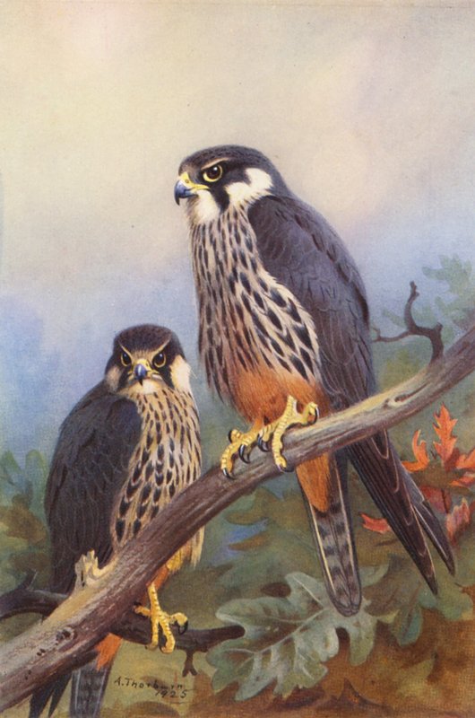 Hobby (mand og kvinde) (farvelitografi) af Archibald Thorburn