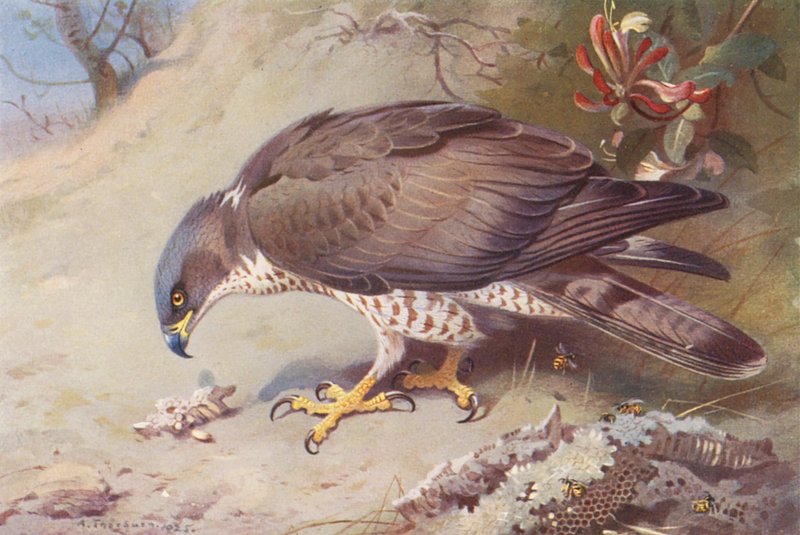Honey-Buzzard (farvelitografi) af Archibald Thorburn