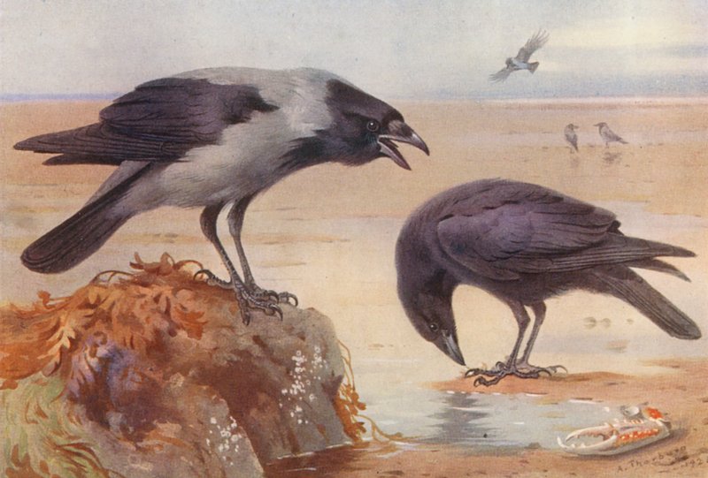 Hooded Crow, Carrion-Crow (farvelitografi) af Archibald Thorburn