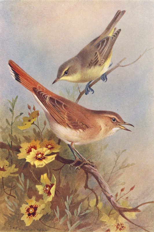 Icterine Warbler, Rufous Warbler (farvelitografi) af Archibald Thorburn