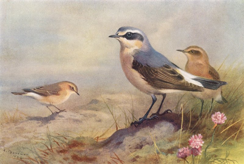 Isabelline Wheatear, Wheatear (han og hun) (farvelitografi) af Archibald Thorburn