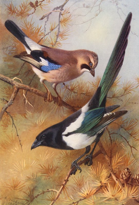 Jay, Magpie (farvelitografi) af Archibald Thorburn