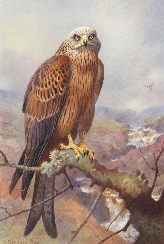 Drage (farvelitografi) af Archibald Thorburn