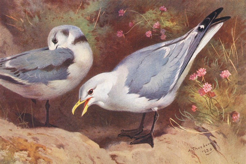 Dværgmåge (voksen og unge) (farvelitografi) af Archibald Thorburn