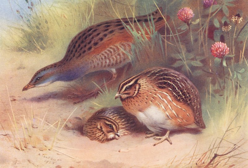 Landløber, vagtel (han og hun) (farvelitografi) af Archibald Thorburn