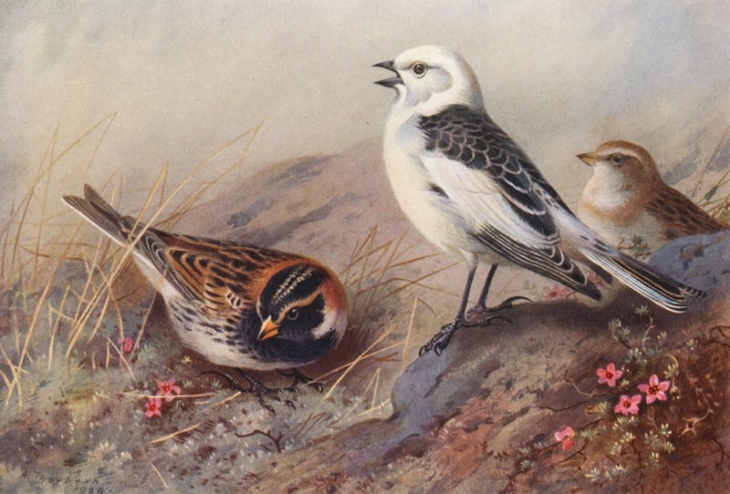 Laplandsværling, snespurv (sommer) (han og hun) (farvelitografi) af Archibald Thorburn