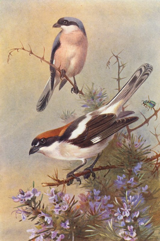 Lille tornskade, skovskade (farvelitografi) af Archibald Thorburn