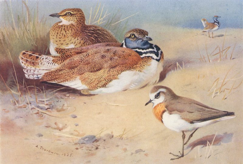 Dværgtrappe (han og hun), kaspisk lappedykker (farvelitografi) af Archibald Thorburn