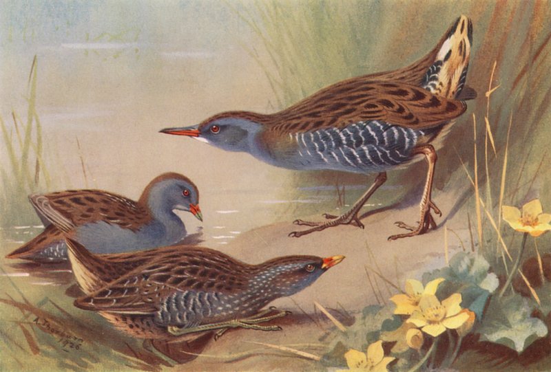 Lille vandsalamander, plettet vandsalamander, vandranke (farvelitografi) af Archibald Thorburn