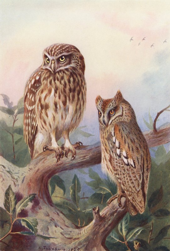 Lille Ugle, Scops Ugle (farvelitografi) af Archibald Thorburn
