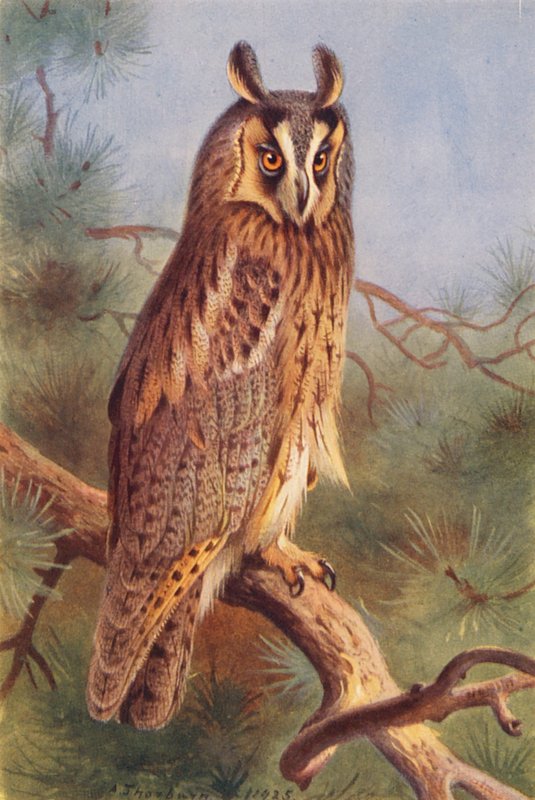 Langøret ugle (farvelitografi) af Archibald Thorburn