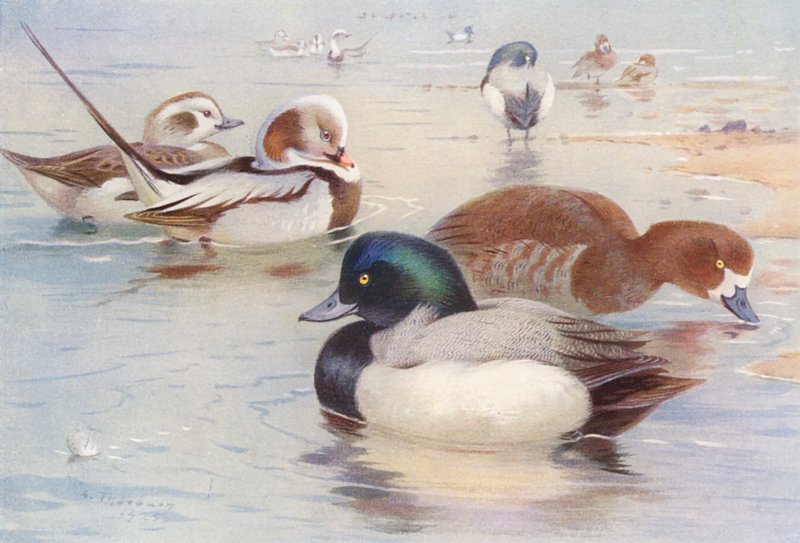 Langhalet and (han og hun), Scaup-and (han og hun) (farvelitografi) af Archibald Thorburn