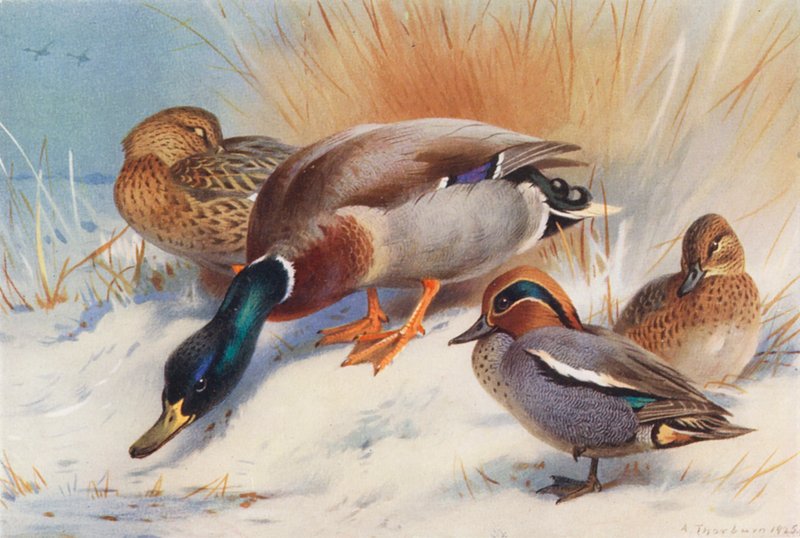 Gråand (han og hun), krikand (han og hun) (farvelitografi) af Archibald Thorburn