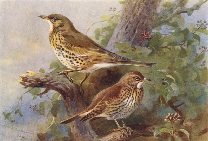 Misteldrosler, sangdrosler (farvelitografi) af Archibald Thorburn